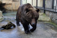 /album/fotogalerie-zoo-ohrada-hluboka-nad-vltavou/medved-hnedy-jpg1/